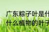 广东粽子叶是什么叶子 广东粽子叶是什么植物的叶子