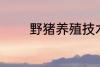 野猪养殖技术 野猪养殖技巧