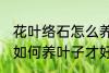 花叶络石怎么养叶子才好看 花叶络石如何养叶子才好看