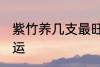 紫竹养几支最旺运 紫竹养多少支最旺运