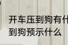 开车压到狗有什么兆头 开车不小心压到狗预示什么