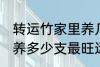 转运竹家里养几支最旺运 转运竹家里养多少支最旺运