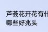 芦荟花开花有什么好兆头 芦荟开花有哪些好兆头