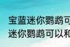 宝蓝迷你鹦鹉可与什么鱼一起养 宝蓝迷你鹦鹉可以和鱼一起养吗
