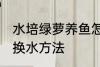 水培绿萝养鱼怎么换水 水培绿萝养鱼换水方法