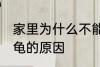 家里为什么不能养乌龟 家里不能养乌龟的原因