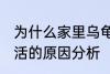 为什么家里乌龟养不活 家里乌龟养不活的原因分析