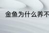 金鱼为什么养不活 金鱼为何养不活