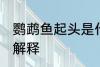 鹦鹉鱼起头是什么意思 鹦鹉鱼起头的解释