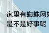 家里有蜘蛛网好事坏事 家里有蜘蛛网是不是好事呢