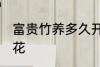 富贵竹养多久开花 富贵竹养多久会开花