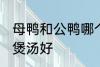 母鸭和公鸭哪个煲汤好 母鸭和公鸭谁煲汤好