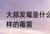大蒜发霉是什么霉菌 大蒜发霉是什么样的霉菌