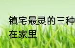 镇宅最灵的三种花 这三种花最适合养在家里