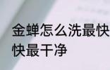 金蝉怎么洗最快最干净 金蝉如何洗最快最干净