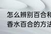 怎么辨别百合和香水百合 辨别百合和香水百合的方法