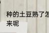种的土豆熟了怎么看 土豆什么时候下来呢
