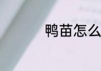 鸭苗怎么养 鸭苗如何养