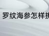 罗纹海参怎样挑好 罗纹海参如何挑好