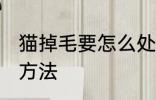 猫掉毛要怎么处理方法 猫掉毛的处理方法