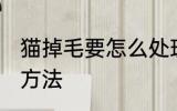 猫掉毛要怎么处理方法 猫掉毛的处理方法