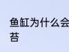 鱼缸为什么会长青苔 鱼缸怎么会长青苔
