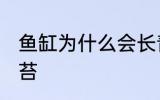 鱼缸为什么会长青苔 鱼缸怎么会长青苔