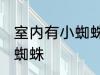 室内有小蜘蛛怎么处理掉 如何清除小蜘蛛
