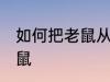 如何把老鼠从家里赶出去 如何驱赶老鼠