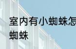室内有小蜘蛛怎么处理掉 如何清除小蜘蛛