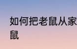 如何把老鼠从家里赶出去 如何驱赶老鼠