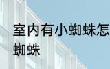 室内有小蜘蛛怎么处理掉 如何清除小蜘蛛
