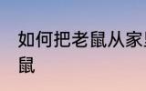 如何把老鼠从家里赶出去 如何驱赶老鼠