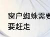 窗户蜘蛛需要赶走吗 窗户蜘蛛需不需要赶走