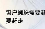窗户蜘蛛需要赶走吗 窗户蜘蛛需不需要赶走