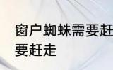 窗户蜘蛛需要赶走吗 窗户蜘蛛需不需要赶走